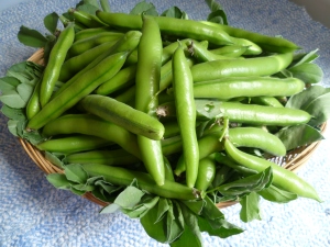 Broad Bean harvest