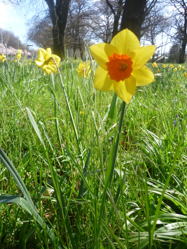 Greetings, Little Daffodil :) It's good to see you again.